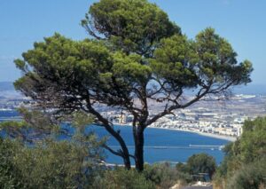 Un pino aleppo orientale in una scena spettacolare di una città, circondato da una vegetazione lussureggiante, che si affaccia sul mare e sullacqua limpida Un albero che si staglia allaperto in un paesaggio mozzafiato