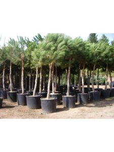 Un impressionante paesaggio allaperto con una lussureggiante vegetazione che include un albero di pino, una palma, diversi vasi da fiori e piante in vaso che adornano un giardino Unimmagine che mostra la bellezza della natura