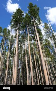 Questa foto mostra un paesaggio allaperto con un affascinante pino contorto che domina la scena Lalbero verde è circondato da una lussureggiante vegetazione e un boschetto di pini La terra sotto i suoi rami fornisce una tranquilla atmosfera e unatmosfera selvaggia al tempo stesso