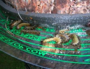 Immagine di un albero di quercia infestato da parassiti, tra cui le processionarie, indicando la necessità di un intervento di disinfestazione