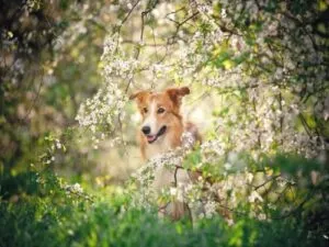 Parassita processionaria su una quercia, rischi per umani e animali