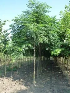 Scopri ParkAlbero, un luogo dove la natura fa da padrona! Un parco dove la terra è ricca di vegetazione rigogliosa, boschi e giardini pieni di alberi medicinali, un luogo ideale per trascorrere momenti allaperto