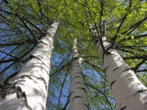 Lamore puro e incondizionato abbraccia la natura una betulla solitaria in un boschetto di alberi, circondata da una rigogliosa vegetazione che si apre al cielo aperto Un luogo magico per ritrovare se stessi e riconnettersi con la natura