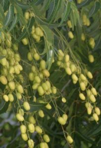 Questa immagine mostra un albero di Neem, una pianta che produce sia cibo che vegetazione Una pera e un mango pendono dalle sue foglie, mentre le radici sono ben visibili nella terra Le nocciole dellalbero di Neem ci ricordano come la pianta produca cibo per noi