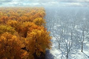 periodo migliore per sfoltire il tiglio