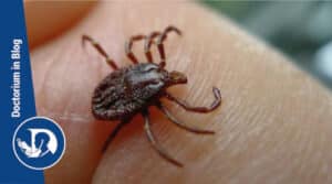 Immagine di zecche in diverse fasi di vita indicanti il periodo di massima attività, riferimento allarticolo sui sintomi del morso di zecca