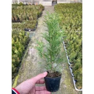Una persona con una pianta di Thuja occidentale in vaso, una conifera appartenente alla famiglia degli abeti, che si erge tra la vegetazione allaperto e produce bellissimi fiori