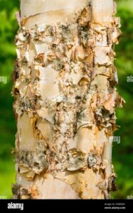 Una persona contempla il tronco nodoso di un grande albero fluviale, una pianta che cresce fino a formare una foresta incontaminata