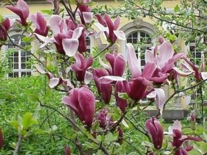 Questa foto ritrae un affascinante albero di magnolia in un giardino allaperto, circondato da altra vegetazione e vasi da fiori Il suo fogliame verde sfumato di giallo e le sue grandi e delicate foglie creano uno spettacolo magnifico, mentre i suoi petali bianchi e rosa brillano al sole Unimmagine unica di natura e bellezza