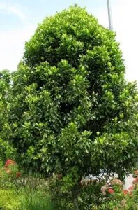 Questa immagine mostra una scena incantevole un albero ricco di vegetazione con un cespuglio di garofani in fiore che offre uno spettacolo di colori e profumi FlowerPianta, la natura al suo meglio!
