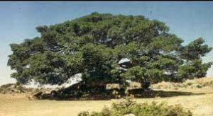 Questa immagine mostra una varietà di alberi, tra cui un sicomoro, un maplequercia, un acero, un tiglio e una pianta in un vaso Uneccellente combinazione di alberi da giardino e da interno!