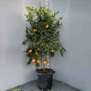 Questa immagine ritrae una pianta di bonsai con un frutto citrico su un vaso, circondata da una ricca vegetazione La scena è illuminata da un sole luminoso, rendendo latmosfera fresca e fruttata Lalbero è una pianta da frutta, con unarancia maturo e succoso sospeso tra le sue foglie Una visione meravigliosa di natura e rigogliosa vita vegetale!