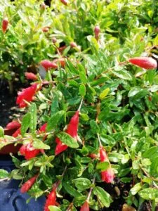 Una piccola e delicata pianta di melograno, con una foglia verde e un fiore dai petali rosa, è una preziosa fonte di erbe erboristiche Una pianta dalle mille proprietà, che può essere usata come rimedio naturale per curare malanni e malattie