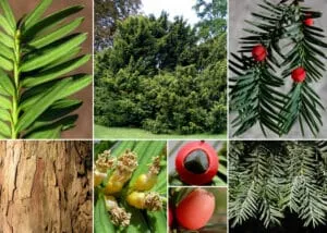 Questa immagine mostra un albero di Taxus, una delle conifere più comuni al sud, che rappresentano una delle più grandi specie di piante e alberi come il Pino