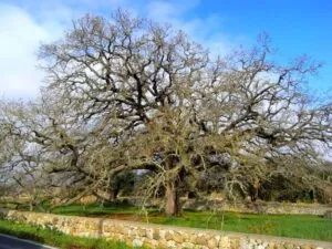 Immagine di una scena idilliaca che mostra una quercia vallonea, un firquercia, un sicomoro e un abete che creano una magica cornice Un tronco dalbero spezzato e una pianta in vaso completano il quadro Unatmosfera che invita alla contemplazione