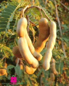 Un albero di tamarindo in un giardino ricco di frutta, verdure e fiori pere, durian, astragalo e persino spinaci! Una pianta davvero produttiva in grado di soddisfare la nostra sete di sapori e colori