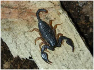 Piccoli scorpioni di varie specie trovati allinterno di una casa, riferimento allarticolo sulle zone comuni di presenza degli scorpioni