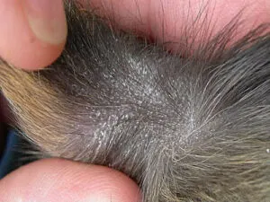 Immagine di un uomo con un pidocchio sulla testa a indicare che è stato infestato e come prevenire una nuova infestazione di pidocchi