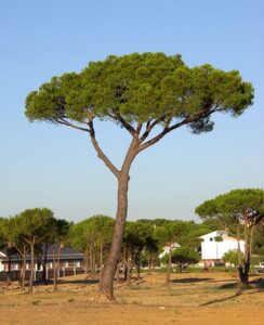 Una persona ammira il tronco di un albero di Pinus maritima allaperto, circondata dalla bellezza della natura