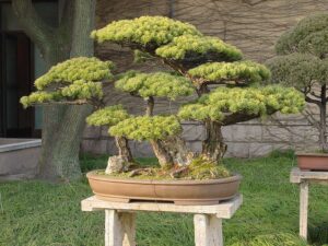 Questa immagine ritrae una pinus pinea, una conifere, come una pianta da bonsai in un vaso colorato, posizionata in un patio pieno di mobili ed una panchina Di fianco cè un albero più grande, che rende il tutto ancora più affascinante Tutto è situato in un terrazzo, dando un tocco di armonia e bellezza allambiente