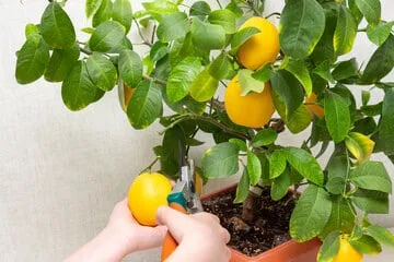 potatura in vado degli agrumi
