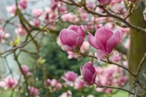 Una splendida magnolia in primavera con i suoi petali di DaisyFiore e boccioli di geranio, rosa e margherita che sbocciano allaperto in mezzo alla natura Una visione meravigliosa!