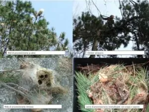 Immagine illustrativa di una trappola per processionaria del pino utilizzata per la disinfestazione tramite feromoni