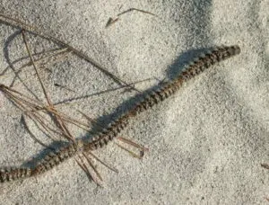 Immagine di un albero di quercia infestato da Processionaria con diverse metodologie di disinfestazione illustrate