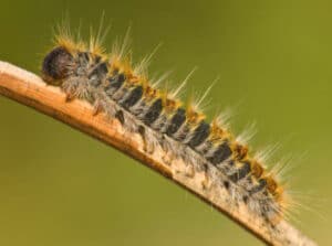 Foto close up di una processionaria, pericoloso insetto nocivo per la salute umana e animale, su un tronco dalbero