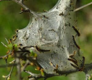 Immagine di larve di processionaria nelle abitazioni riscontrate in un ambiente domestico, collegato a sintomi e reazioni allergiche in un articolo