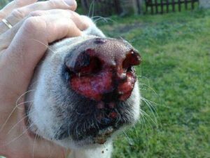Immagine di una puntura di processionaria mostrata in dettaglio, pericolo durante la disinfestazione fai da te