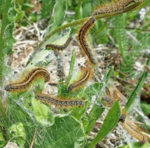 Immagine di metodi di rimedio per controllare la infestazione da processionarie riferendo al costo del servizio di disinfestazione