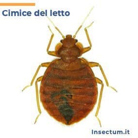 Immagine di prodotti per la prevenzione e il trattamento dei danni causati dalle punture delle cimici dei letti come detto in un articolo, le cimici dei letti possono causare eruzioni cutanee, prurito e persino asma