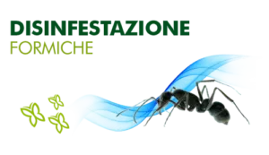 Vari prodotti per la disinfestazione delle formiche disposti su un tavolo