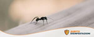 Vari tipi di prodotti per eliminare le formiche disposti sui scaffali di un negozio