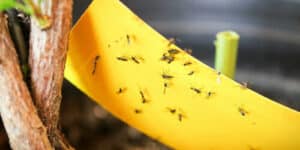 Bottiglia di prodotto per eliminare i moscerini tra vari ingredienti naturali come oli essenziali e rimedi fai da te