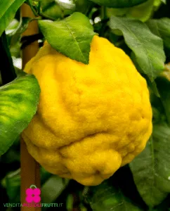 Questa immagine mostra una pianta di giallo cedro che produce vari agrumi come limoni, arance e pompelmi unesplosione di colori e sapori Ideale per tutti gli appassionati di cibo e frutta, questo albero è una fonte inesauribile di deliziosi e salutari frutti