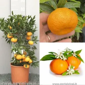 LemonFrutta offre una varietà di agrumi freschi e fruttati, tra cui arance, pompelmi e limoni Scegli tra una ricca selezione di frutta di produzione propria e goditi il sapore del cibo sano della natura!