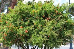 Una persona che produce cibo, come frutta, piantando un albero e un cespuglio in unarea ricca di vegetazione Unopportunità per dare un contributo positivo allambiente e alla nostra vita #TreePlanting #FruizioneRicca