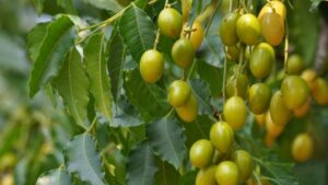 Una pianta di Neem che produce deliziose mele pera, i cui frutti sono ricchi di vitamine e minerali essenziali Le foglie di questa pianta sono un alimento sano e gustoso, perfetto per una dieta equilibrata
