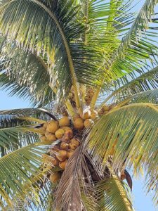 Una pianta di cocco tenero creata con amore per produrre frutta fresca e deliziosa, concepita per soddisfare i nostri bisogni alimentari