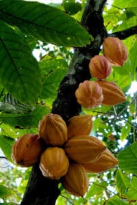 Una pianta di cacao che produce dolci frutti e verdure succose una foglia è lemblema di una deliziosa abbondanza di cibo
