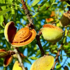 Una pera matura e succosa circondata da una rosa, una mandorla dolce e un chicco di grano, lallegria di produrre e seminare frutta e cereali uno scorcio di natura ricco di sapori