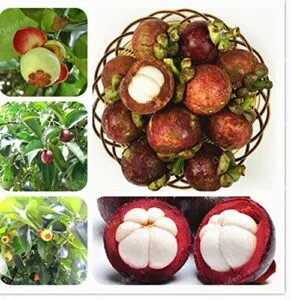 Questa immagine mostra una pianta rigogliosa di un frutto esotico, una pera, che produce abbondanza di cibo delicato e nutriente