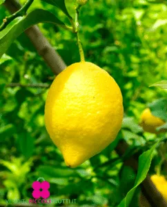 Un albero di limone produrre frutta citrus come limoni, arance, pompelmi e lime, rendendolo un alimento prezioso per tutta la famiglia!