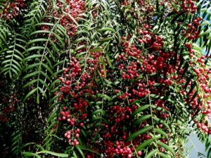 Questa fotografia mostra un paesaggio incantevole di una produzione di cibo a base di Szechuan Pepe, FlowerPianta, Albero, Frutta e Vegetazione Conifera Lo scenario è dominato da una luminosa fioritura di colori che rendono omaggio alla natura e alla sua produzione di alimenti nutritivi