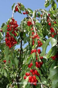 Una montagna immersa in una natura lussureggiante che produce ciliegie succose e deliziose, il cibo ideale per una pausa energetica tra una pianta e laltra