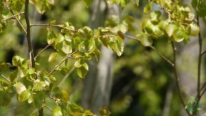 Un pioppo in un bosco che circonda una ricca vegetazione La foglia di un albero che produce frutta commestibile Un fiore che si unisce ad una scena verdeggiante, simbolo di cibo per la natura