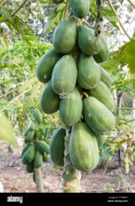 Una pianta esotica che produce frutta come papaya e pera, oltre a ortaggi come patate PotatoCibo, lalimento che unisce la freschezza della terra alla qualità della frutta