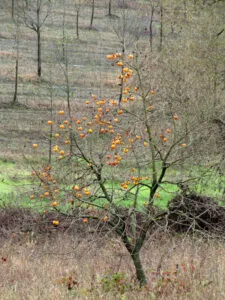 Un albero di kaki che produce frutta prelibata come mele cachi e mela Una pianta che offre un cibo delizioso ed eccellente per le persone AppleCibo, la frutta che fa bene al corpo e alla mente